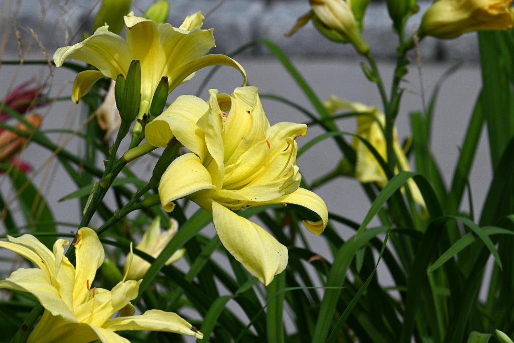 2025-07119519 Tower Hill Botanic Garden, MA.JPG - Daylily. New England Botanic Garden at Tower Hill, MA, 7-11-2025